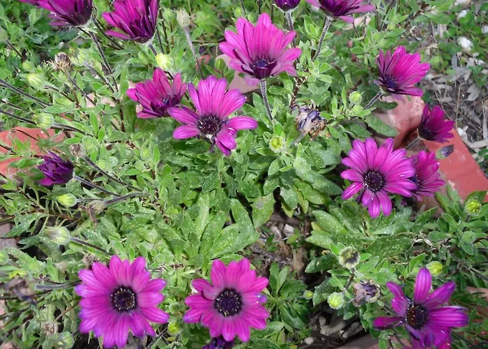 Kefallonia Bay Διαμέρισμα Σπαρτιά