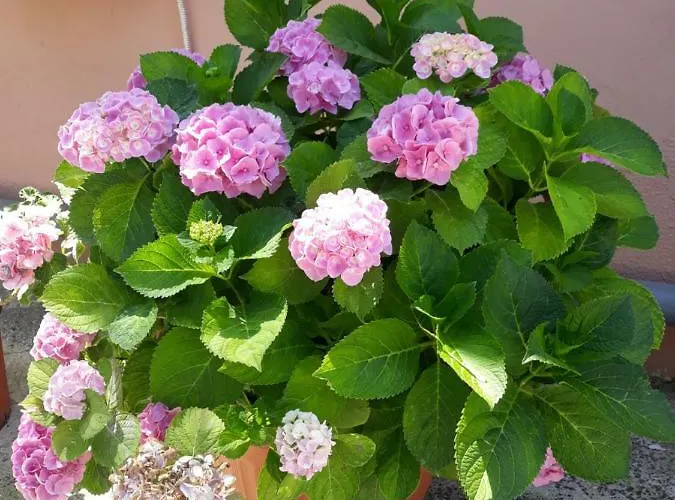 Διαμέρισμα Kefallonia Bay Σπαρτιά